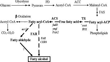 Optimization of fatty alcohol biosynthesis pathway for selectively ...