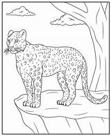 Leopard coloring Page Wild Cat sketch template