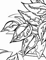 Plant Coloring Pages To Download And Print For Free sketch template