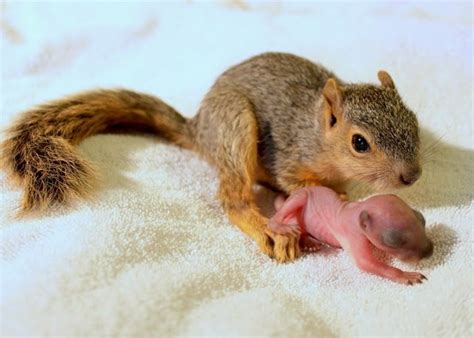 a small rodent eating a piece of meat on top of a white blanketed surface