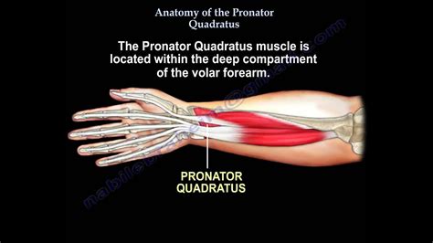 Anatomy Of The Pronator Quadratus - Everything You Need To Know - Dr. Nabil Ebraheim - YouTube