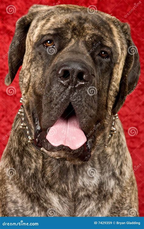 Brindle Mastiff Royalty Free Stock Images - Image: 7429359