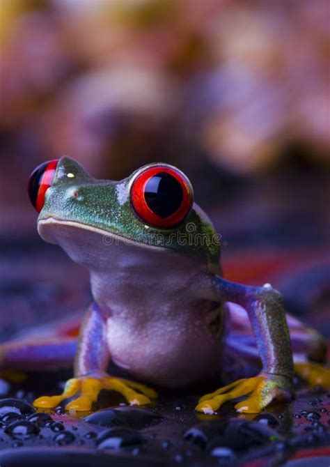 Grenouille Rouge Image. Image: 2103683