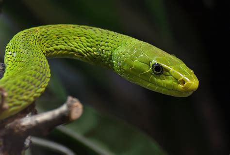 File:Green Mamba.jpg - Wikimedia Commons