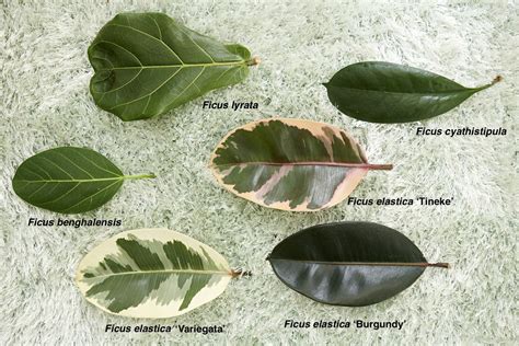 Large-Leafed Ficus: September 2019 Houseplant of the Month – Laidback ...