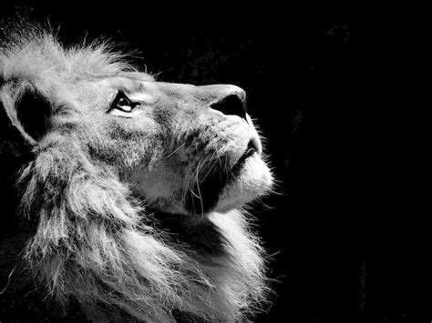 Black And White Lion Wallpapers - Wallpaper Cave