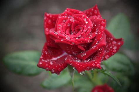 raindrops on roses 2 by SvitakovaEva on DeviantArt