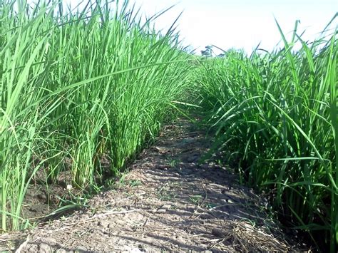 Sundul Langit: Tanaman Padi Di Sawah