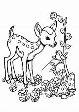 Deer Coloring Pages – Artofit sketch template