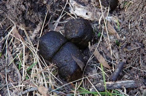 Scientists Now Know Why Wombat Poop Comes Out In Cubes - Battle of 2020 ...