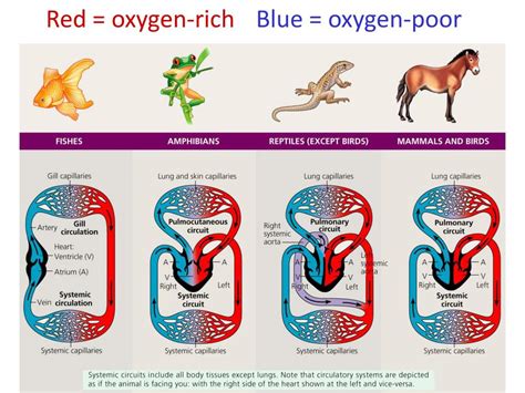 Ppt The Circulatory System Open Vs Closed Powerpoint