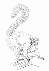 Ring Tailed Lemur coloring page  ColouringPages sketch template