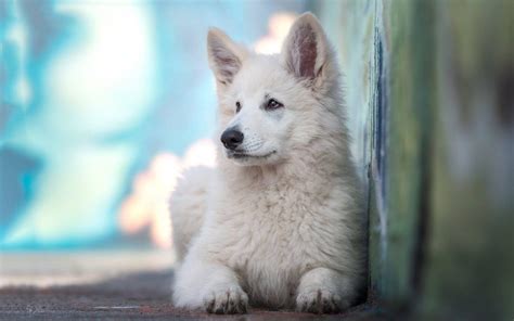 Dog Breeds Wallpapers - Wallpaper Cave