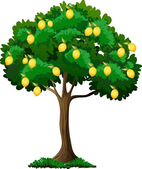 Lemon tree isolated on white background 2169187 Vector Art at Vecteezy