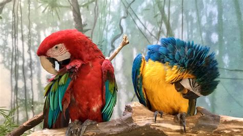 Parrots at the Brooklyn Zoo : r/AnimalPorn