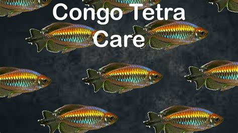 Congo Tetra Care | Fish Profiles | PetTide #24 - YouTube