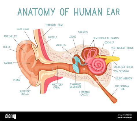 Cartoon ear anatomy. Human sound sensory organ medicine infographic, ears internal structure ...