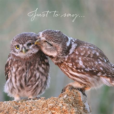 Kissing Owls Charity Greeting Card | Save the Children Shop