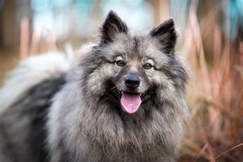 Keeshond Dog Breed Information