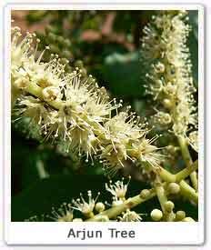 Arjun Tree (Terminalia arjuna), Significance of Arjuna Tree ...