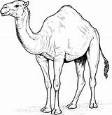 Camel Coloring Pages  Kidsuki sketch template