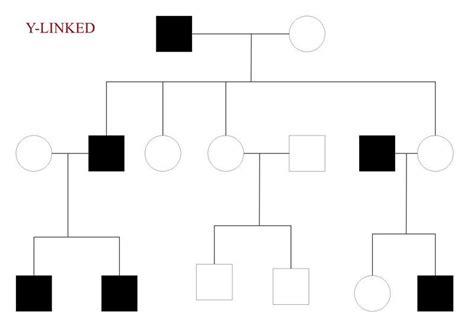 Y Linked Pedigree