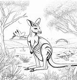Kangaroo Coloring Pages  Coloring Gem sketch template