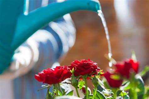 Watering roses: when & how much? - Plantura