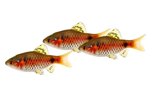 Odessa Barb: Diet | Breeding | Feeding | Cost | Lifespan – Fishkeeping Forever