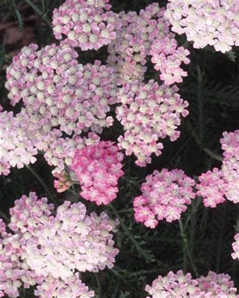 Achillea millefolium 'Wonderful Wampee': Lubera.ch | Achillea, Pollinator plants, Sutton seeds