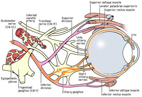 Notez On Nursing....: Cranial Nerve III.....