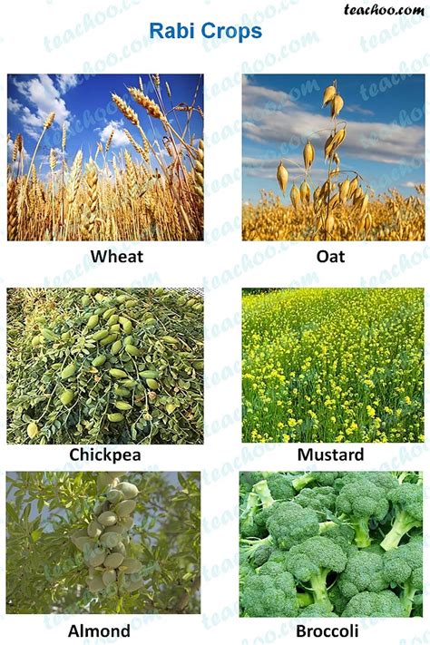 Rabi, Kharif and Zaid Crops - Explanation, Examples and Differences