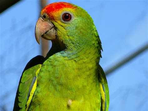 Súbor:Red-browed Amazon parrot.jpg - Wikipédia
