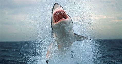 Megalodon Extinction: Scientists Discover What Killed Earth's Most Terrifying Shark