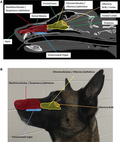 Frontiers | When the Nose Doesn’t Know: Canine Olfactory Function ...