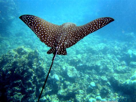 Aetobatus narinari (Raie léopard) | Criaturas del océano, Criaturas ...