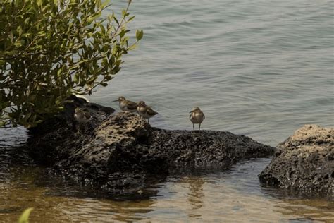 65 Common Sandpiper Male Royalty-Free Images, Stock Photos & Pictures ...