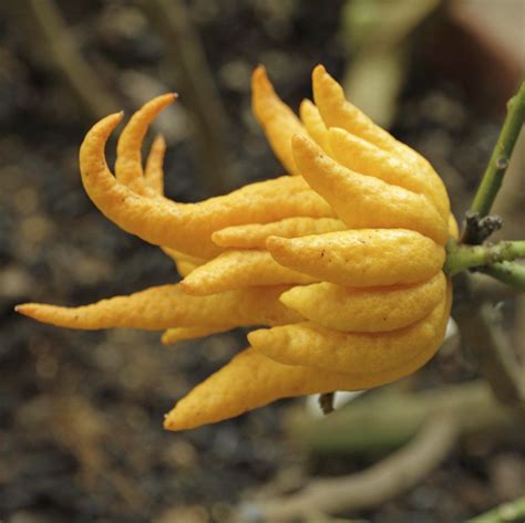 What Is Buddha's Hand Fruit - Learn About Buddha's Hand Fruit Growing Citrus Plant, Citrus Trees ...