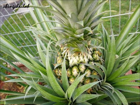 Simple Living In Nancy: Harvesting The Second Pineapple From My Garden.