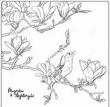 Magnolia Coloring Pages  Cool sketch template