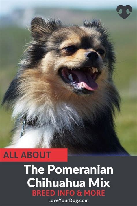 Pomchi pomeranian chihuahua mix breed info facts traits pictures – Artofit