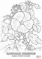 Hawaii Flag Coloring Pages  Learny Kids sketch template