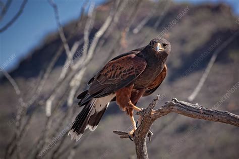 Harris' Hawk - Stock Image - C037/3691 - Science Photo Library