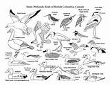 Canada British Columbias Animals And Habitats Mini Posters Coloring  sketch template