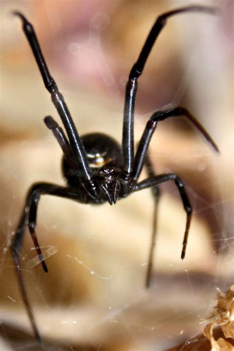 Deadly black widow spider found in lurking in crate at Scottish business after recieving ...