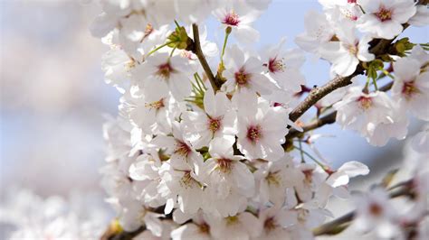 Bahar Dalları | Cherry blossom wallpaper, Flowers nature, Flowers