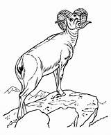 Printable Mountain Goat Coloring Pages sketch template