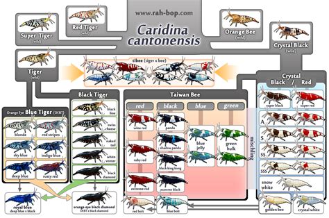 ebiGarden: Caridina cantonensis Family Tree