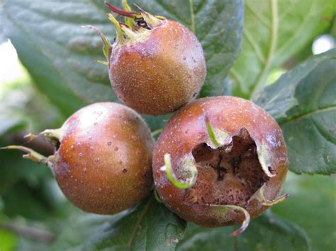 Waimea Nurseries produce a huge range of Fruit trees, including apple, apricots, citrus