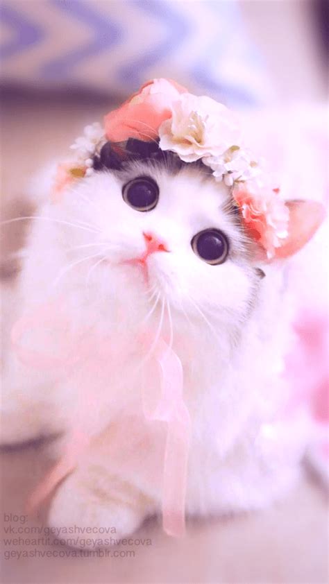 Cute Cat Wallpaper - NawPic